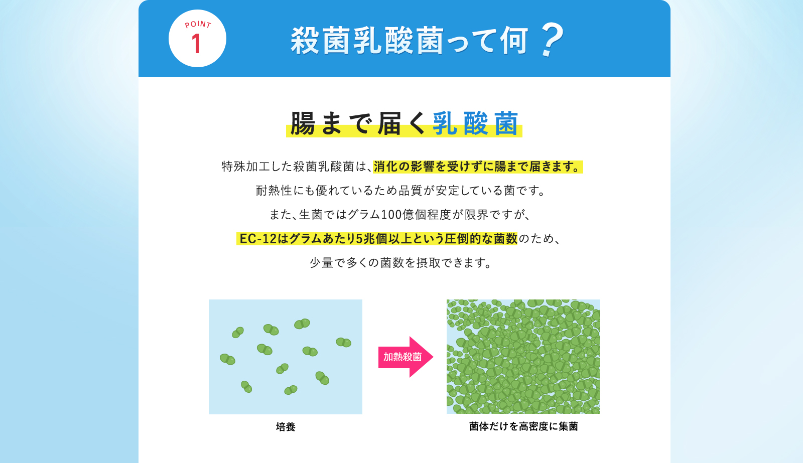 殺菌乳酸菌って何? 腸まで届く乳酸菌 殺菌乳酸菌とは特殊加工した殺菌乳酸菌のことで、消化の影響を受けずに腸まで届く乳酸菌です。耐熱性にも優れているため品質が安定している菌です。また、生菌ではグラム100億個程度が限界ですが、EC-12はグラムあたり5兆個以上という圧倒的な菌数のため、少量で多くの菌数を摂取できます。