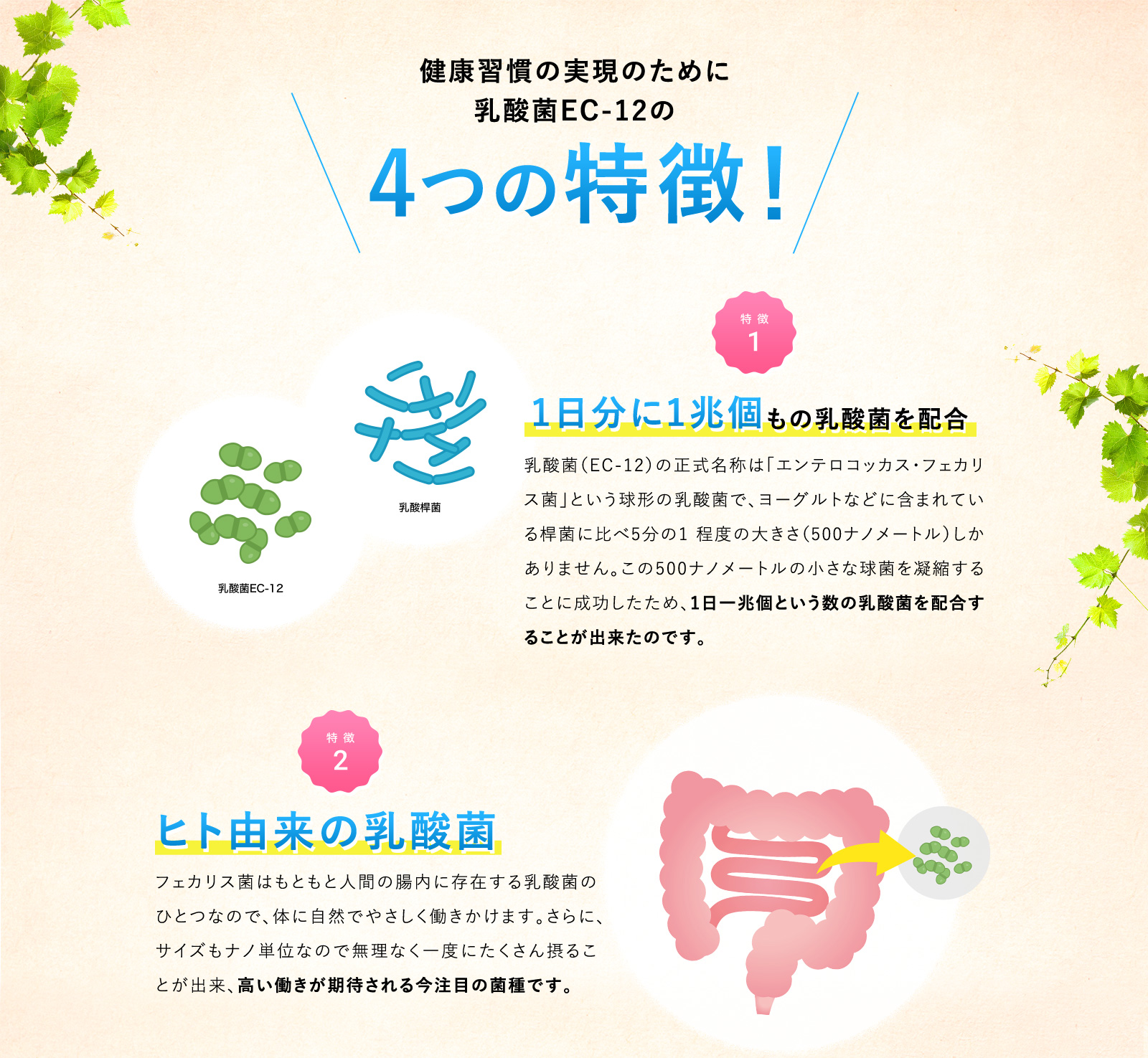 健康習慣の実現のために
			乳酸菌EC-12の4つの特徴！ 1日分に1兆個もの乳酸菌を配合	乳酸菌（EC-12）の正式名称は「エンテロコッカス・フェカリス菌」という球形の乳酸菌で、ヨーグルトなどに含まれている桿菌に比べ5分の1 程度の大きさ（500ナノメートル）しかありません。この500ナノメートルの小さな球菌を凝縮することに成功したため、1日一兆個という数の乳酸菌を配合することが出来たのです。 ヒト由来の乳酸菌 フェカリス菌はもともと人間の腸内に存在する乳酸菌のひとつなので、体に自然でやさしく働きかけます。さらに、サイズもナノ単位なので無理なく一度にたくさん摂ることが出来、高い働きが期待される今注目の菌種です。
